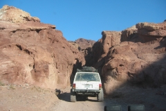 calicoFeb07-001