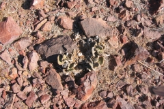 calicoFeb07-015